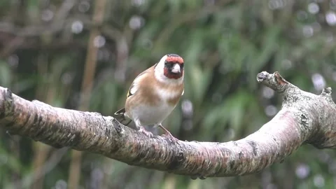 Goldfinch Bird Stock Footage 229757756