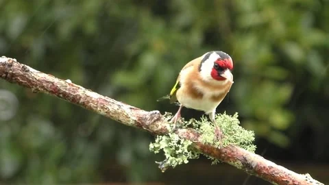Goldfinch Bird Stock Footage 229757758