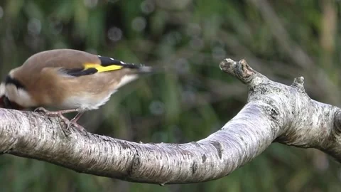 Goldfinch Bird Stock Footage 229757765