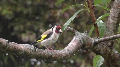 Goldfinch Bird Video stock 229757766
