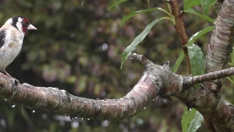 Goldfinch Bird Stock Footage 229757767