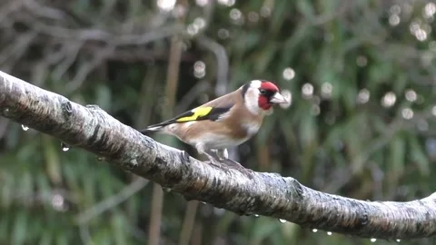 Goldfinch Bird Stock Footage 229757775