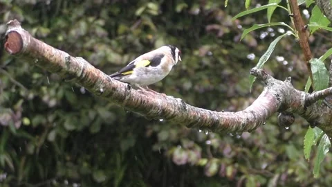 Goldfinch Bird Stock Footage 229757779