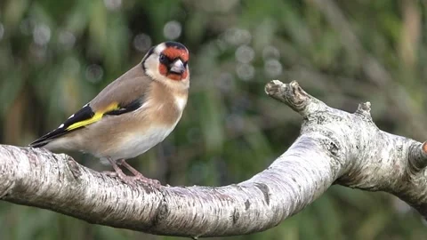 Goldfinch Bird Video stock 229757784