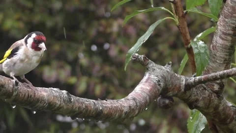 Goldfinch Bird Stock Footage 229757785