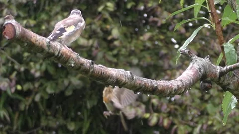 Goldfinch Bird Stock Footage 229757786