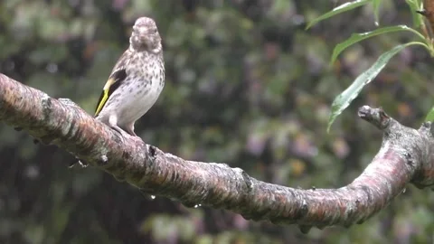 Goldfinch Bird Stock Footage 229757800