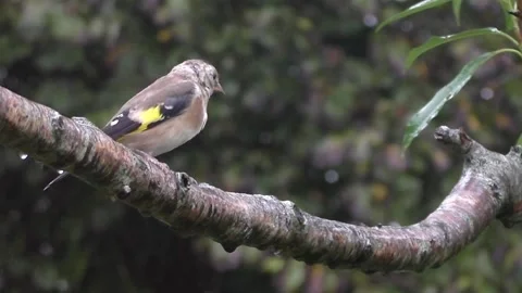 Goldfinch Bird Stock Footage 229757801