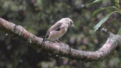 Goldfinch Bird 库存影片 229757807