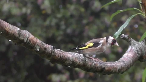 Goldfinch Bird Video stock 229757808