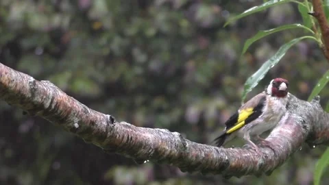 Goldfinch Bird Stock Footage 229757813