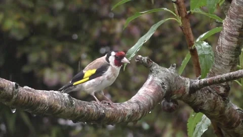 Goldfinch Bird Stock Footage 229757815