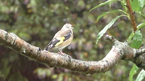 Goldfinch Bird Video stock 229757822