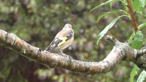 Goldfinch Bird Stock Footage 229757824