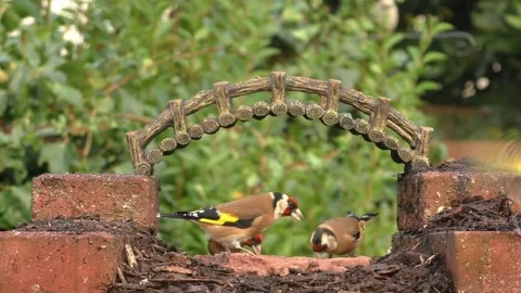 Goldfinch Bird 스톡 동영상 229757827