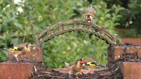 Goldfinch Bird Stock Footage 229757832