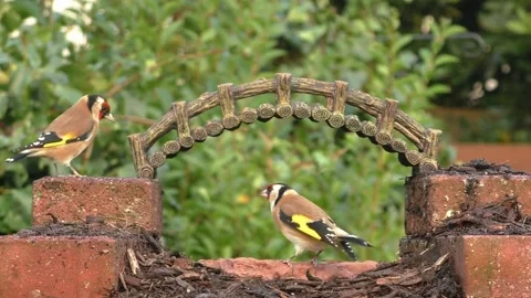 Goldfinch Bird Stock Footage 229757842