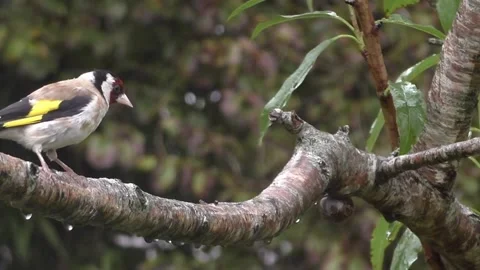 Goldfinch Bird Stock Footage 229757853