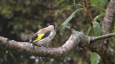 Goldfinch Bird Video stock 229757855