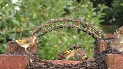 Goldfinch Bird Stock Footage 229757856