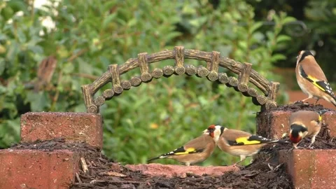 Goldfinch Bird Stock Footage 229757857