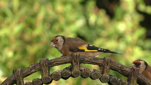 Goldfinch Bird Stock Footage 229757860