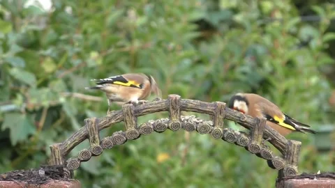 Goldfinch Bird Stock Footage 229757862