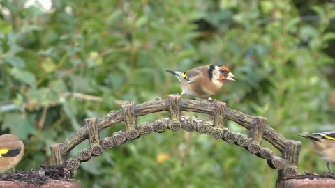 Goldfinch Bird Stock Footage 229757864