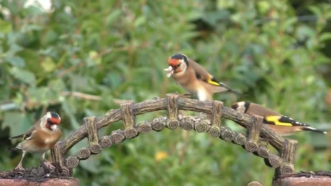 Goldfinch Bird Stock Footage 229757866