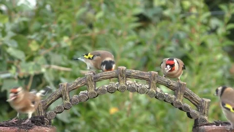 Goldfinch Bird Stock Footage 229757867