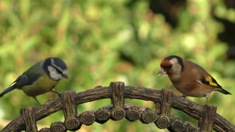 Goldfinch Bird Video stock 229757868