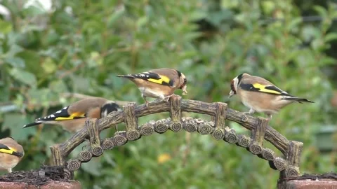 Goldfinch Bird 스톡 동영상 229757871
