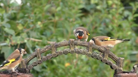 Goldfinch Bird Stock Footage 229757874