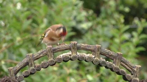 Goldfinch Bird Video stock 229757880