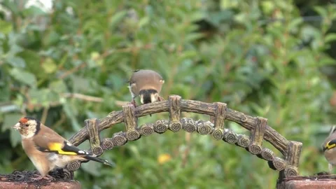 Goldfinch Bird Video stock 229757884