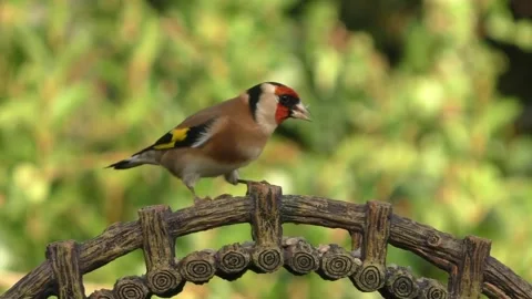 Goldfinch Bird Stock Footage 229757886