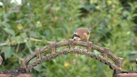 Goldfinch Bird Stock Footage 229757890