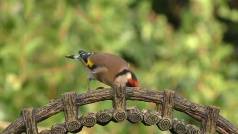 Goldfinch Bird Stock Footage 229757891