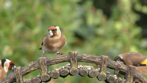 Goldfinch Bird Video stock 229757892