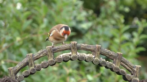 Goldfinch Bird Stock Footage 229757895