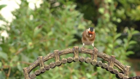 Goldfinch Bird Stock Footage 229757897