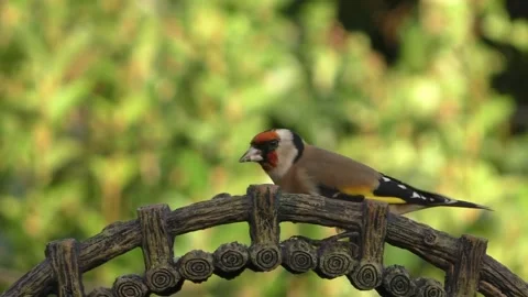 Goldfinch Bird Stock Footage 229757899