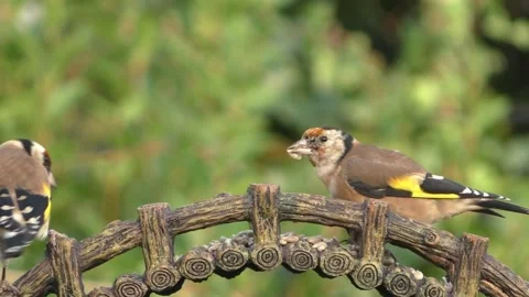 Goldfinch Bird Stock Footage 229757900
