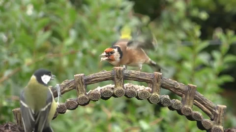 Goldfinch Bird Stock Footage 229757902