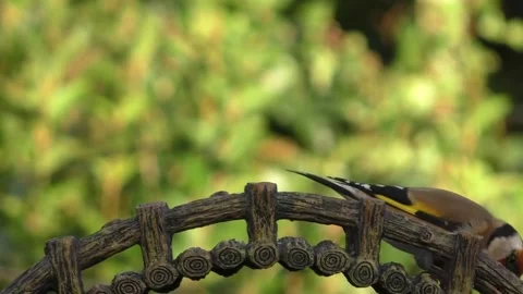 Goldfinch Bird Stock Footage 229757904