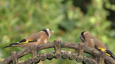 Goldfinch Bird Video stock 229757906