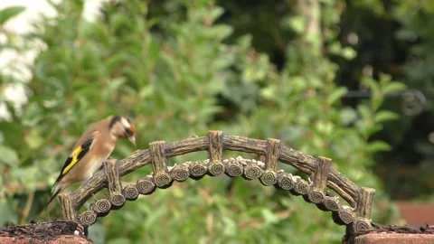 Goldfinch Bird Stock Footage 229757907