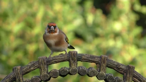 Goldfinch Bird Stock Footage 229757910