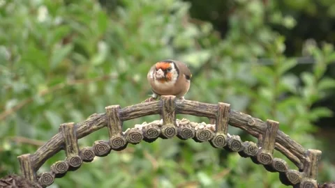 Goldfinch Bird Video stock 229757912