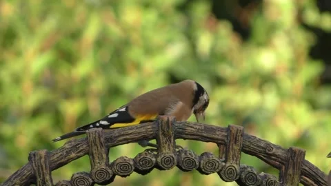 Goldfinch Bird Stock Footage 229757914